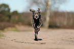 Cane Corso Puppy