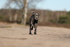 Cane Corso Puppy