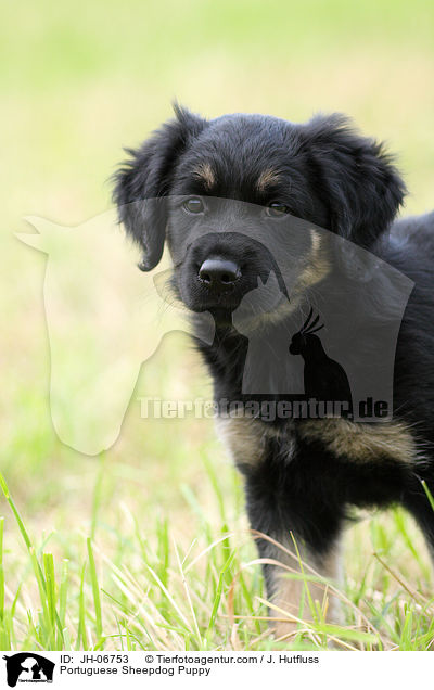 Portuguese Sheepdog Puppy / JH-06753