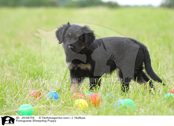 Cao da Serra de Aires Welpe / Portuguese Sheepdog Puppy / JH-06754