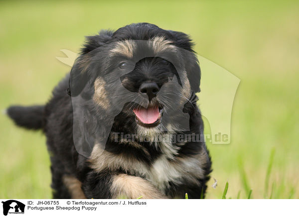 Portuguese Sheepdog Puppy / JH-06755