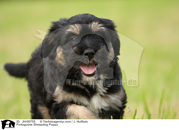 Cao da Serra de Aires Welpe / Portuguese Sheepdog Puppy / JH-06755