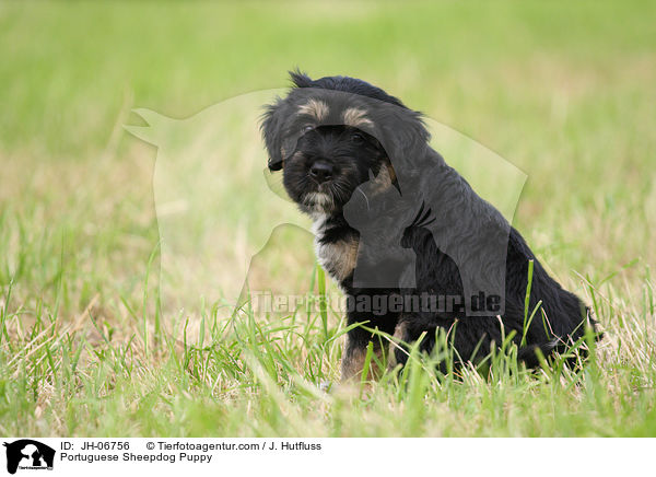 Portuguese Sheepdog Puppy / JH-06756