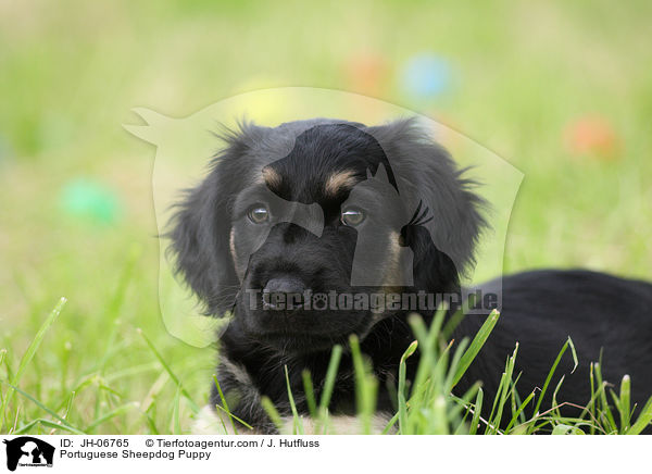 Cao da Serra de Aires Welpe / Portuguese Sheepdog Puppy / JH-06765