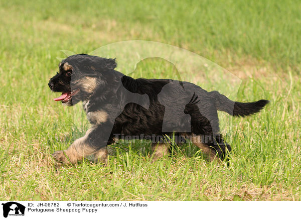 Cao da Serra de Aires Welpe / Portuguese Sheepdog Puppy / JH-06782