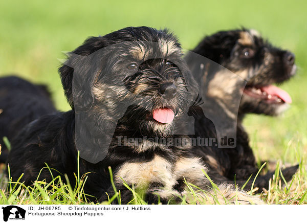 Cao da Serra de Aires Welpen / Portuguese Sheepdog Puppies / JH-06785