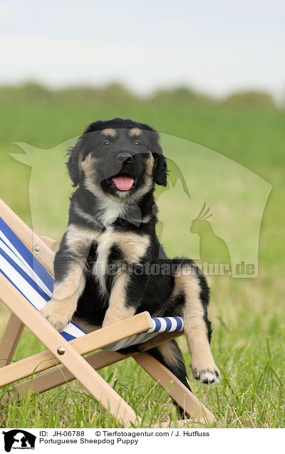 Cao da Serra de Aires Welpe / Portuguese Sheepdog Puppy / JH-06788