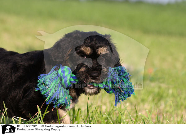 Cao da Serra de Aires Welpe / Portuguese Sheepdog Puppy / JH-06792