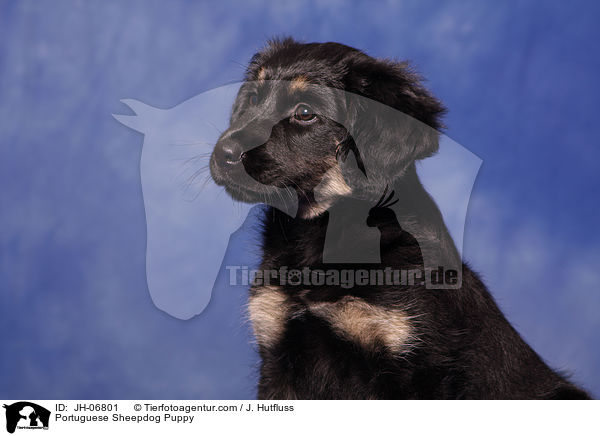 Cao da Serra de Aires Welpe / Portuguese Sheepdog Puppy / JH-06801