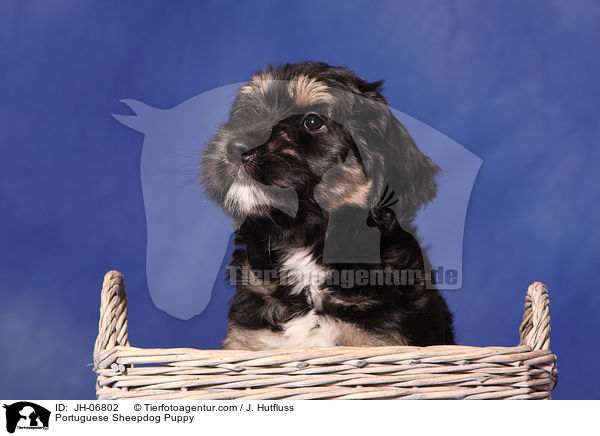 Cao da Serra de Aires Welpe / Portuguese Sheepdog Puppy / JH-06802
