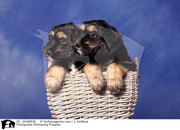 Portuguese Sheepdog Puppies / JH-06838