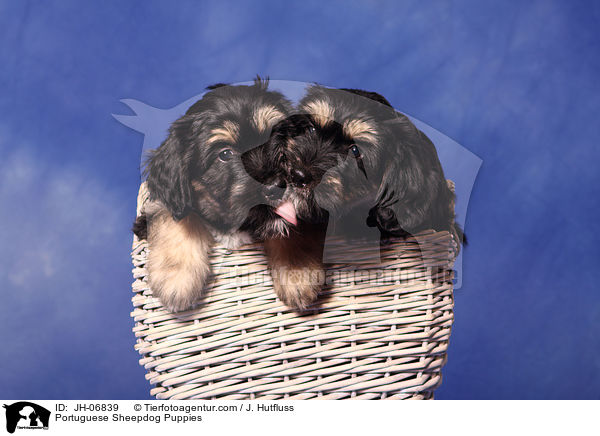 Portuguese Sheepdog Puppies / JH-06839