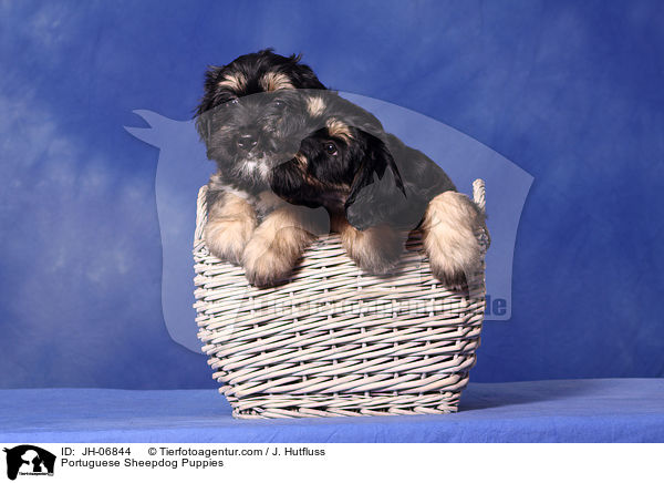 Portuguese Sheepdog Puppies / JH-06844
