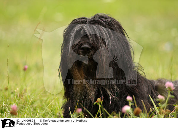 Cao da Serra de Aires Hndin / Portuguese Sheepdog / JH-06854