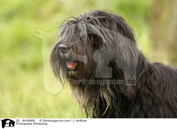 Cao da Serra de Aires Hndin / Portuguese Sheepdog / JH-06866