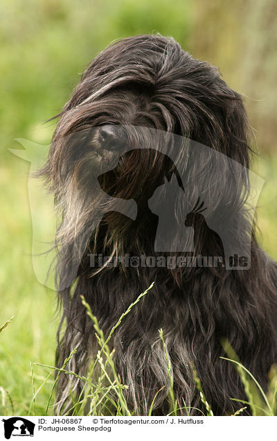 Cao da Serra de Aires Hndin / Portuguese Sheepdog / JH-06867