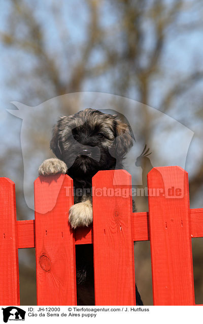 Co da Serra de Aires Welpe / Co da Serra de Aires puppy / JH-12000