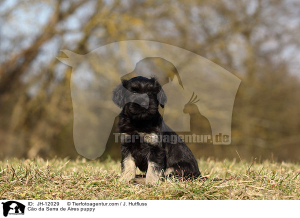 Co da Serra de Aires puppy / JH-12029