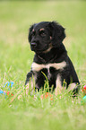 Portuguese Sheepdog Puppy