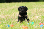 Portuguese Sheepdog Puppy