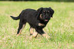 Portuguese Sheepdog Puppy