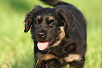 Portuguese Sheepdog Puppy