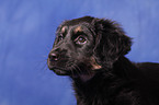 Portuguese Sheepdog Puppy