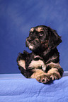 Portuguese Sheepdog Puppy