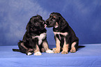 Portuguese Sheepdog Puppies