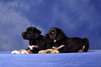 Portuguese Sheepdog Puppies