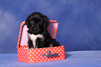 Portuguese Sheepdog Puppy