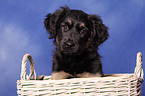 Portuguese Sheepdog Puppy