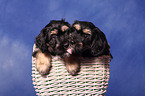 Portuguese Sheepdog Puppies