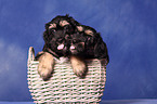 Portuguese Sheepdog Puppies