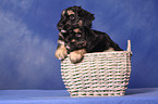 Portuguese Sheepdog Puppies