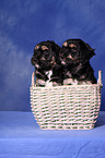 Portuguese Sheepdog Puppies