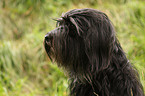 Portuguese Sheepdog