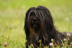 Portuguese Sheepdog