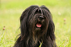 Portuguese Sheepdog