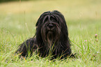 Portuguese Sheepdog