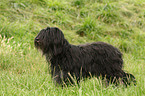 Portuguese Sheepdog