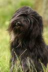 Portuguese Sheepdog