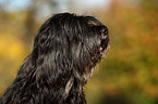 Cao da Serra de Aires Portrait