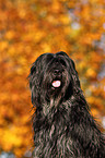 Cao da Serra de Aires Portrait