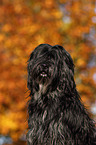 Cao da Serra de Aires Portrait