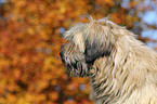 Cao da Serra de Aires Portrait