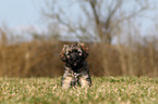 Co da Serra de Aires puppy