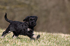 Co da Serra de Aires puppy