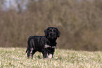 Co da Serra de Aires puppy