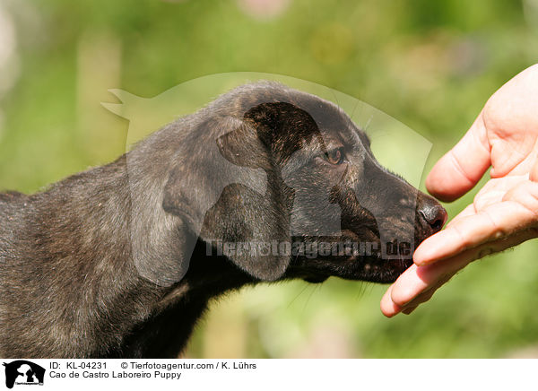 Cao de Castro Laboreiro Welpe / Cao de Castro Laboreiro Puppy / KL-04231